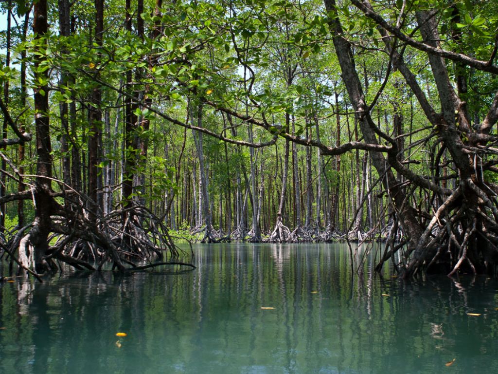 myanmar mangroves