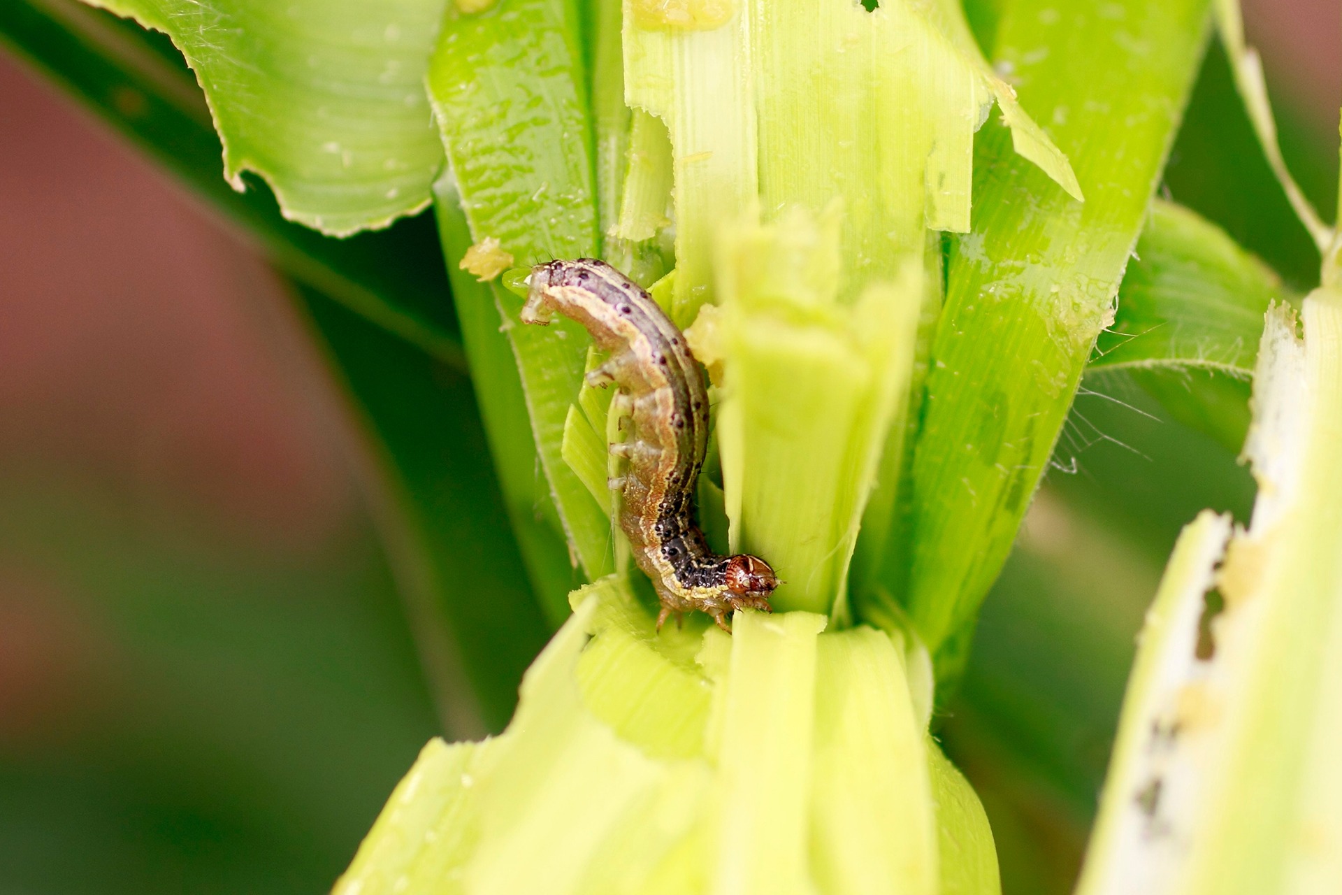 Fall Armyworm in Nepal: Techniques To Keep The Worm at Bay