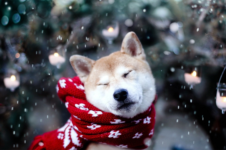 8 Best Ways To Keep Dogs Warm in Winter