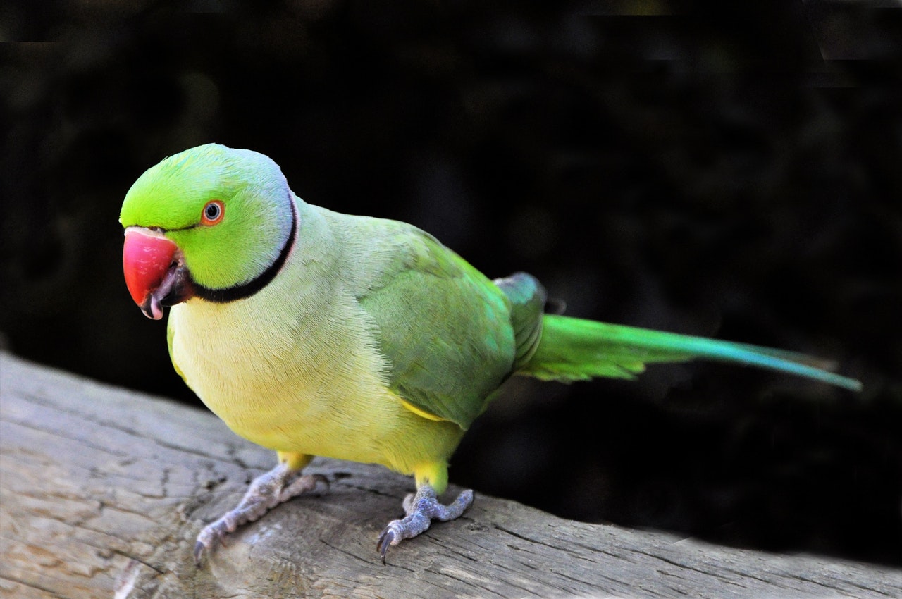 5 Talking Birds That Will Take Your Ear Off