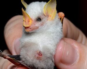 The photo of a honduran white bat