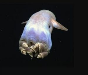 10 weird animals: The picture of a Grimpoteuthis