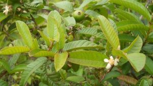 Guava Leaf helps to solve Gum Disease
