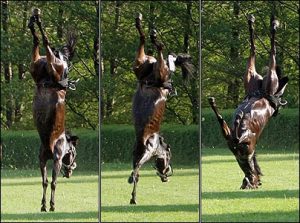 Horse Somersault