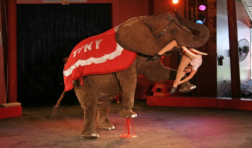 Circus elephant retirement