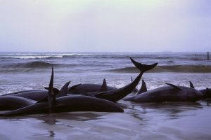 Whale Stranding