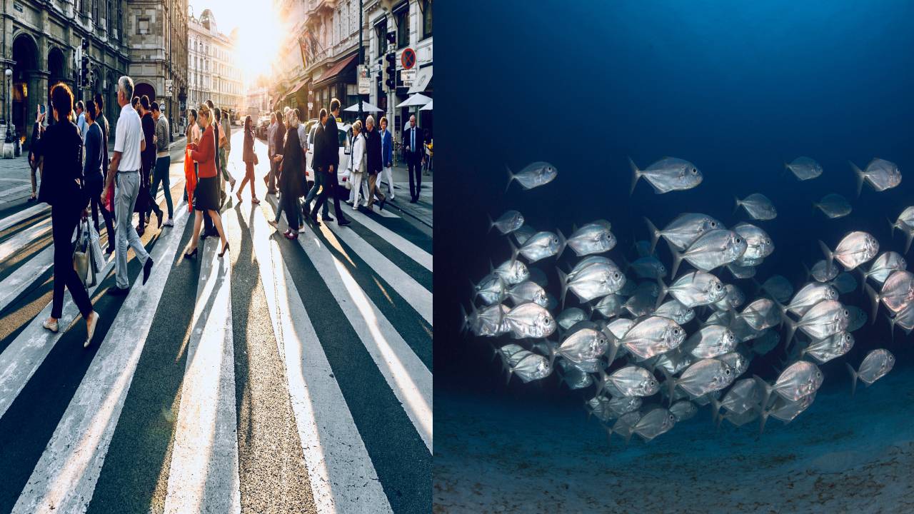 5 Ways Humans and Fish Are More Alike