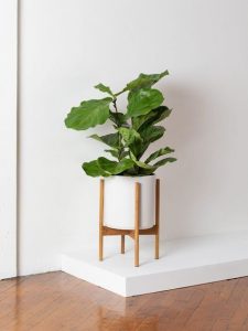 Why you should surround yourself with indoor plants