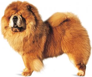 The Most Expensive Dog Breeds Of All Time