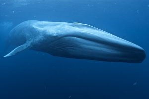 Things You Need To Know About The Largest Creature On Planet