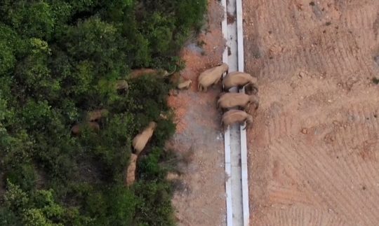 elephants entering farm lands