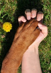 Unrecognizable person holding dog paw on grassy meadow