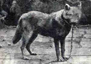 Animals That Went Extinct In only Last 100 Years