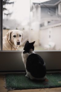 cat looking at dog outside