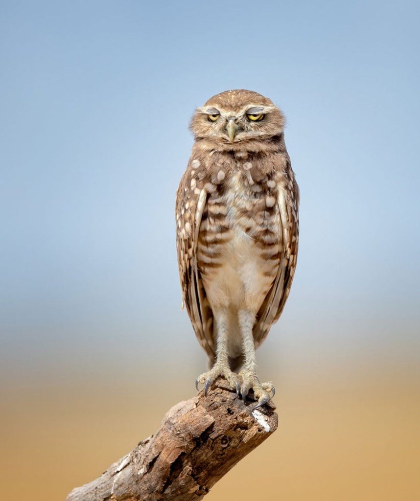 sleepy owl perched on wood
