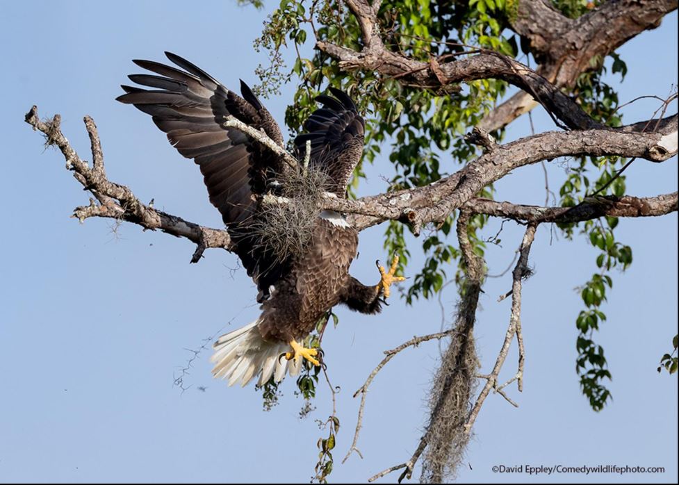 bald eagle crashing on a tree branch
