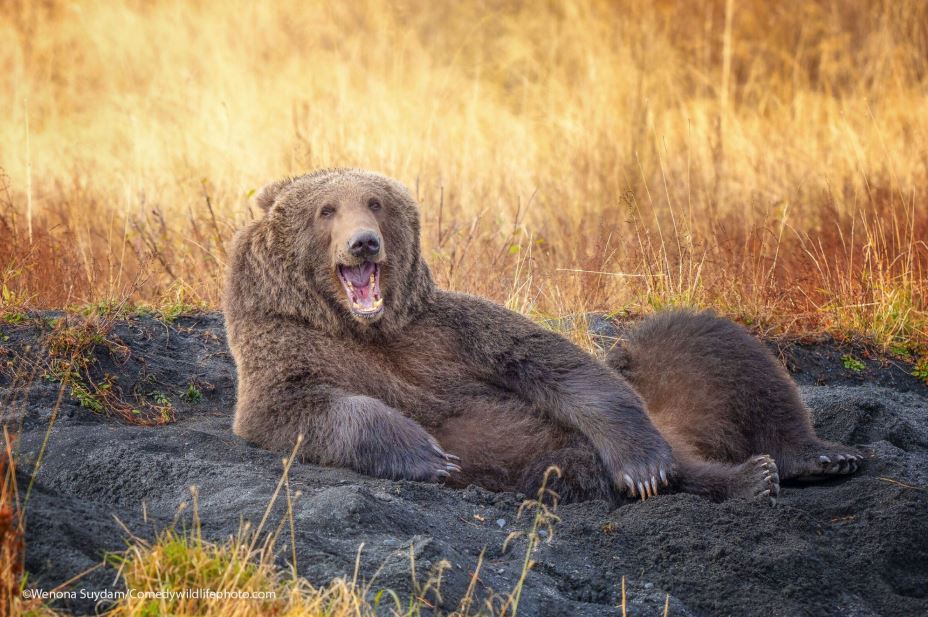 bear sleeping on the side with open mouth