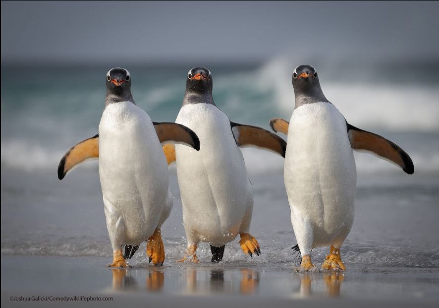3 penguins walking on sea shore