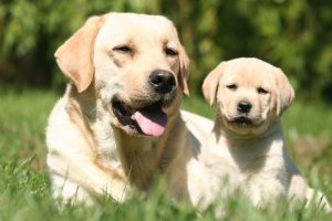 Factors To Consider When Choosing a Dog Breed for Yourself